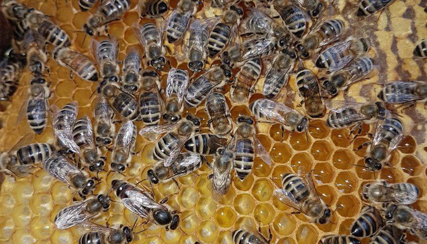 Wissen Bienenkonigin Die Weisel Wiener Prater Honig Stadtimker