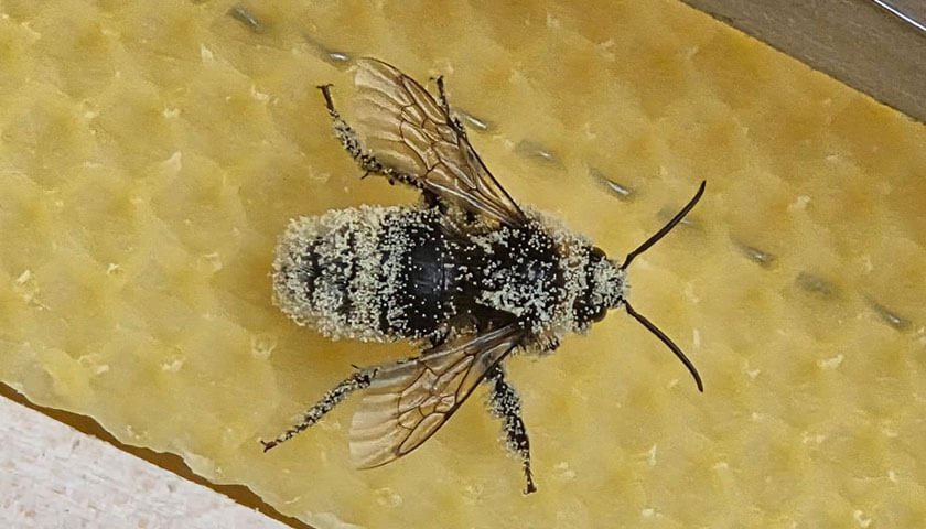 Prater-Bio-Honig-Hummel-Besuch