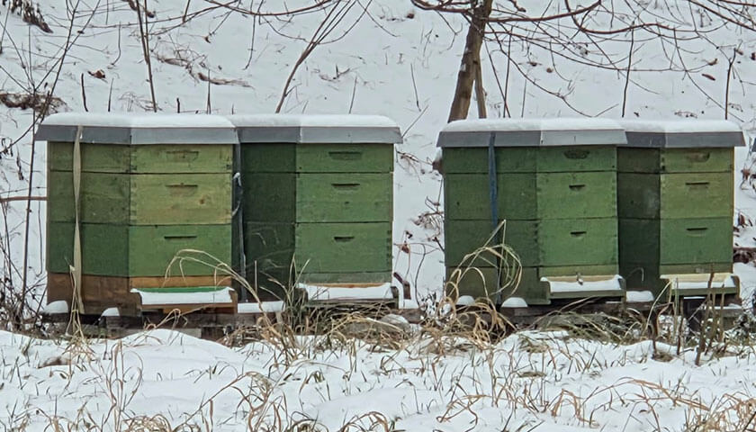 Bienenvoelker im Schnee
