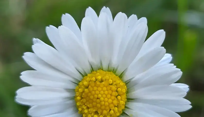 Gänseblümchen